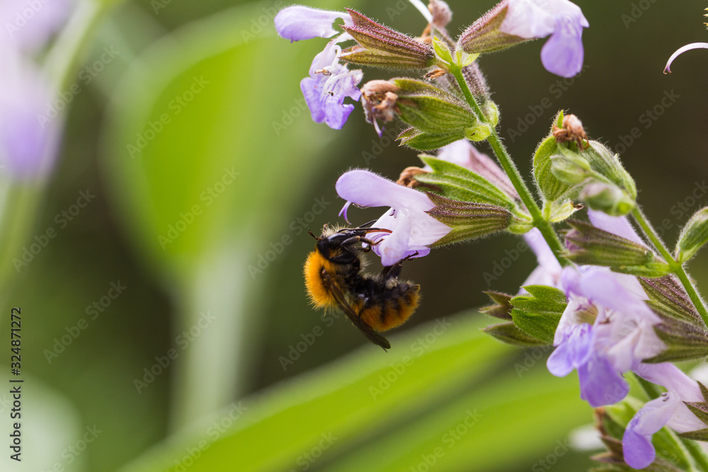 Fototapeta premium Bee on flower 2