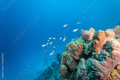 Koral rif Curacao