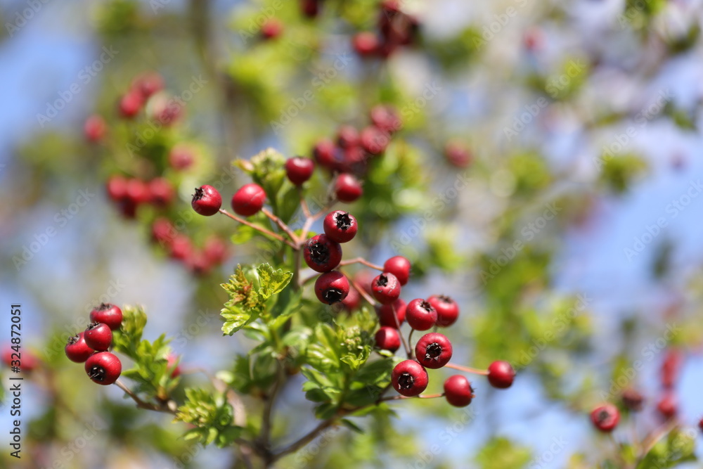 berries of red currant on bush