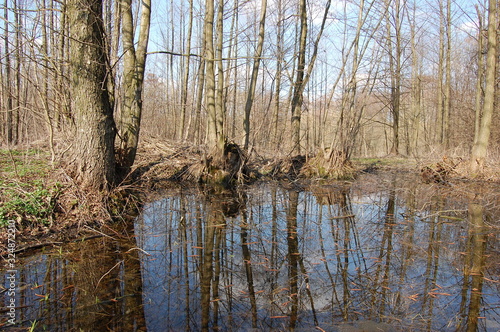 Forest reflections in water early in the morning. photo