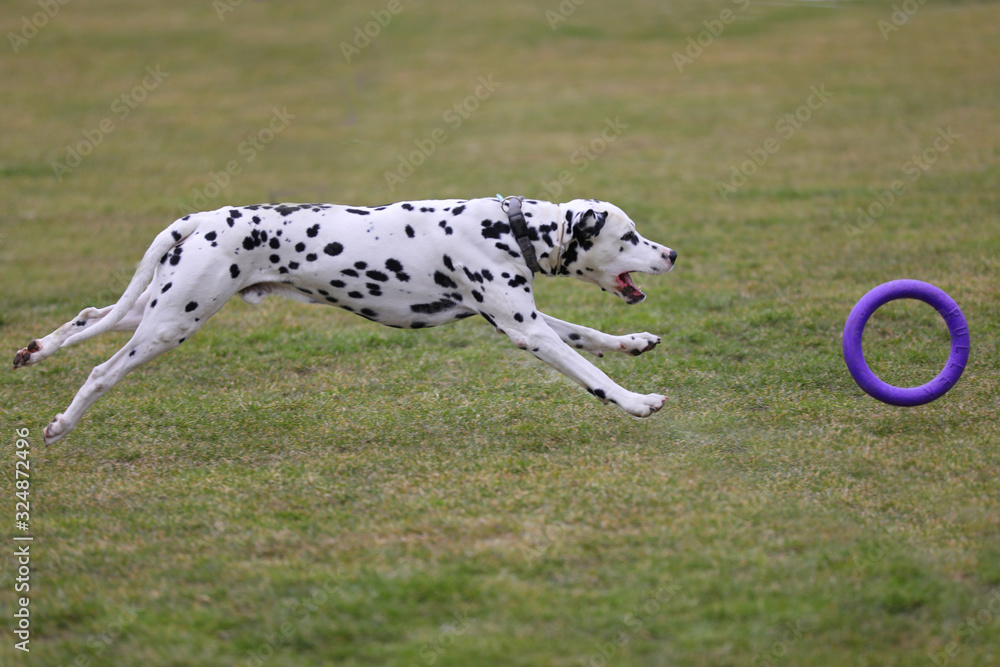 dalmatian with a puller