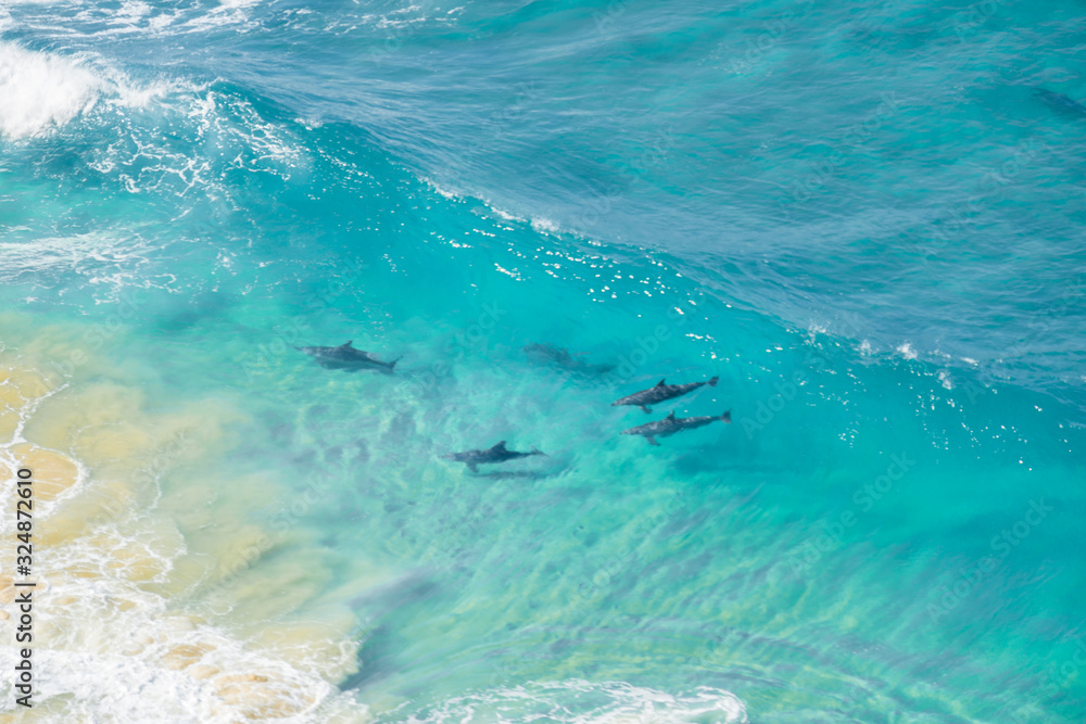 Dolphins in turquoise water tropical Australia