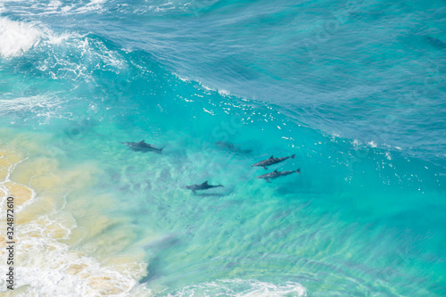 Dolphins in turquoise water tropical Australia © Simon
