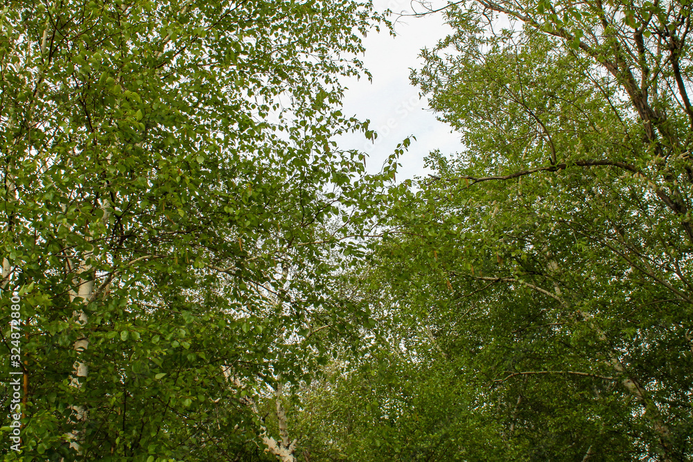 Fototapeta premium Birch grove
