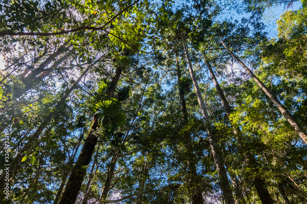 Fototapeta premium Rainforest sunshine Fraser Island Australia