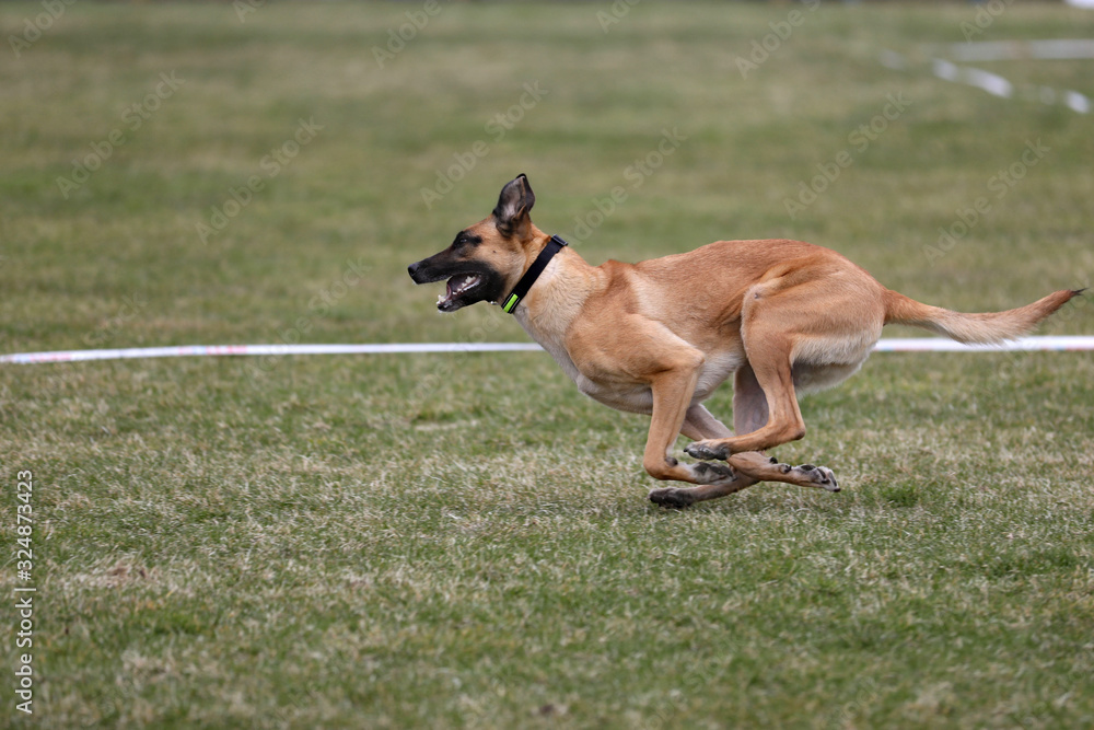 Malinua dog playing with puller