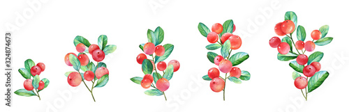 Watercolor twigs with red berries and green leaves