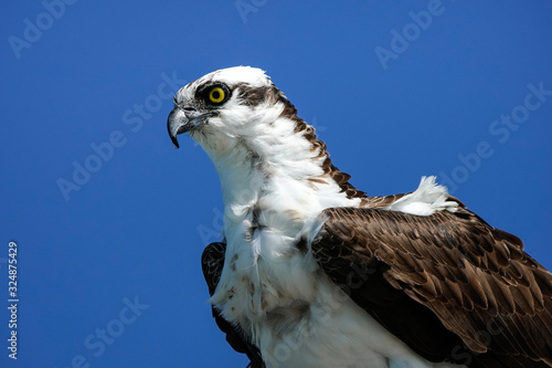 Osprey Portrait