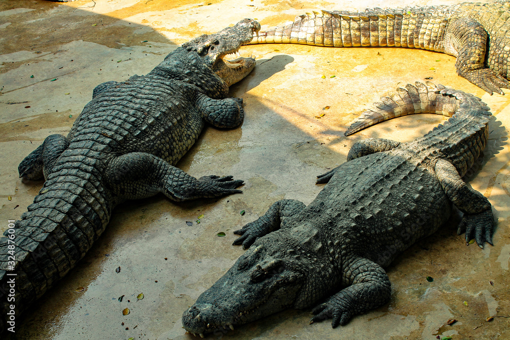 Obraz premium Dangerous reptiles crocodiles