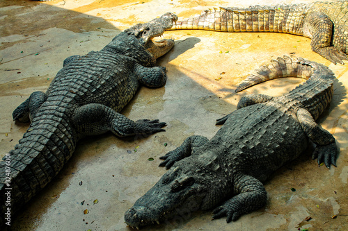 Dangerous reptiles crocodiles