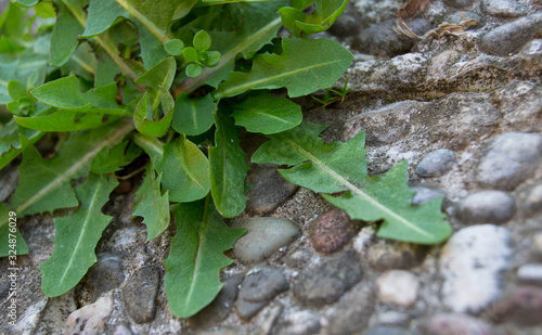 Detalle de hierbas en suelo de piedra photo