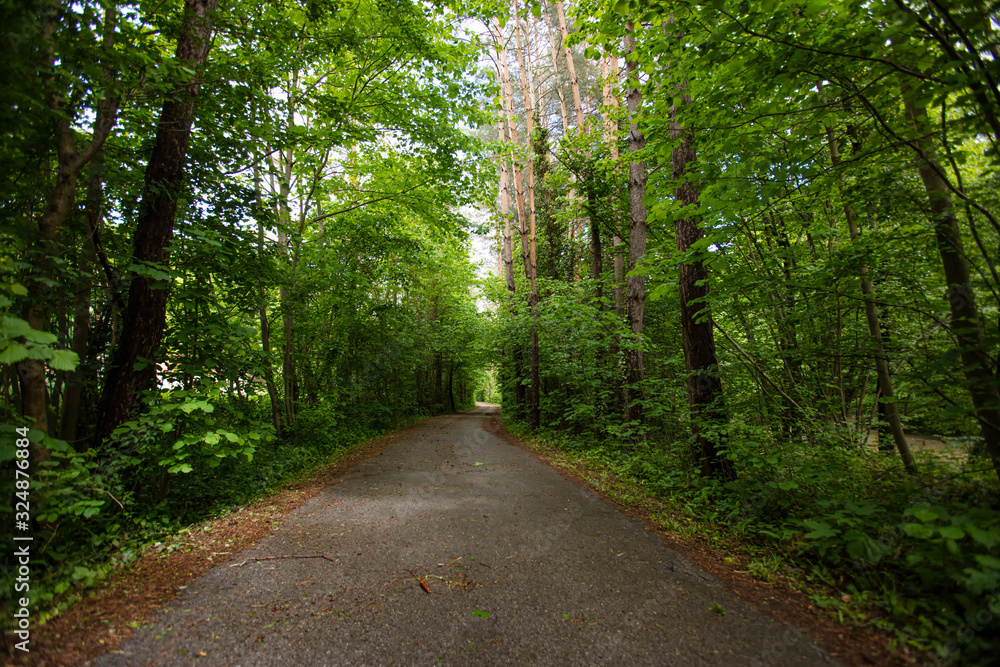 path in green forest path in green forest