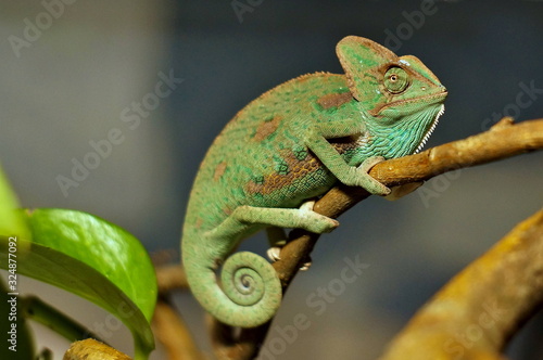 Beautiful green chameleon on the branch