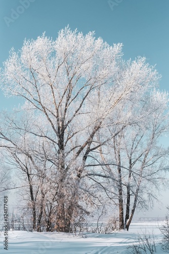 Winter landscape of frosted trees against a blue sky on a sunny morning. © Irina