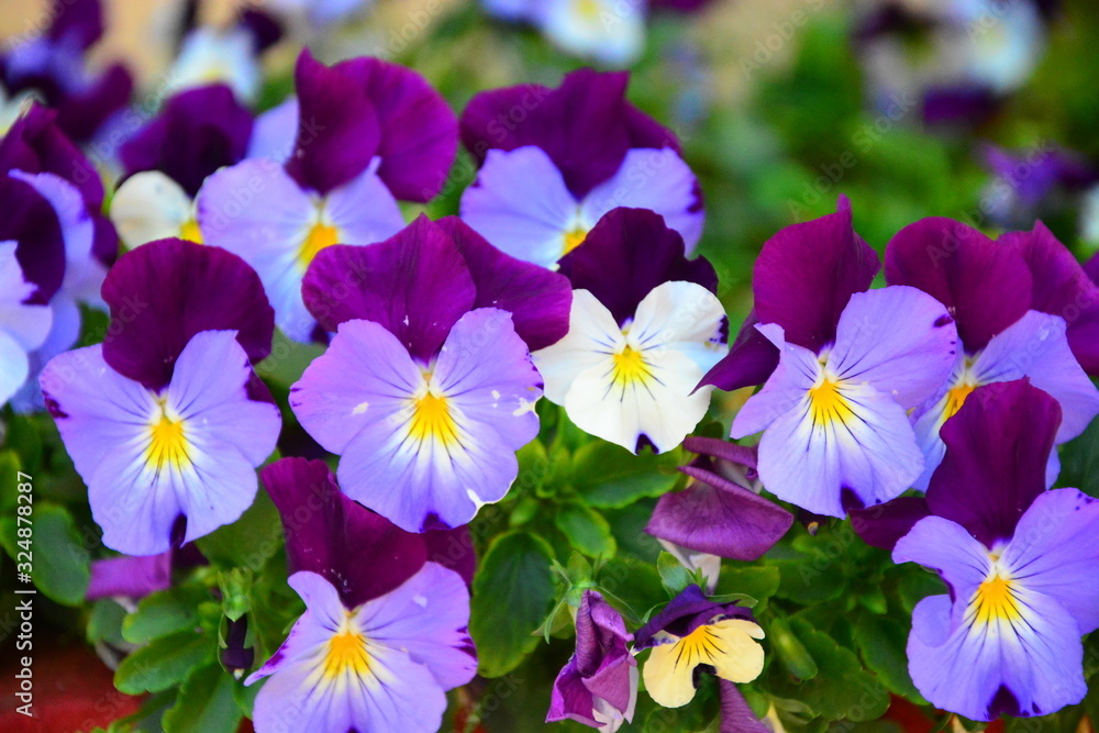 purple flowers in the garden purple flowers in the garden