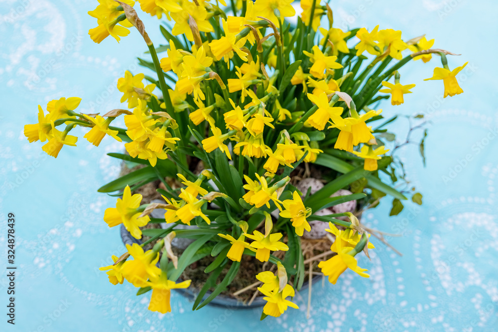Daffodils in a large pot and eggs for Easter