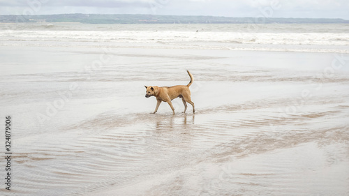 The dog runs on the wet sand against the background of the sea. © Nadzeya