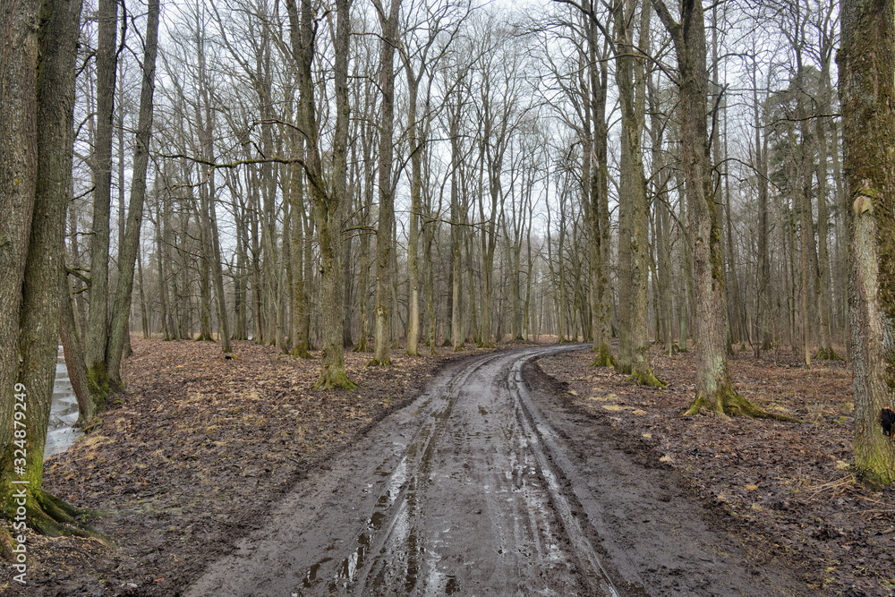 Fototapeta premium Broken, dirty road in the forest.