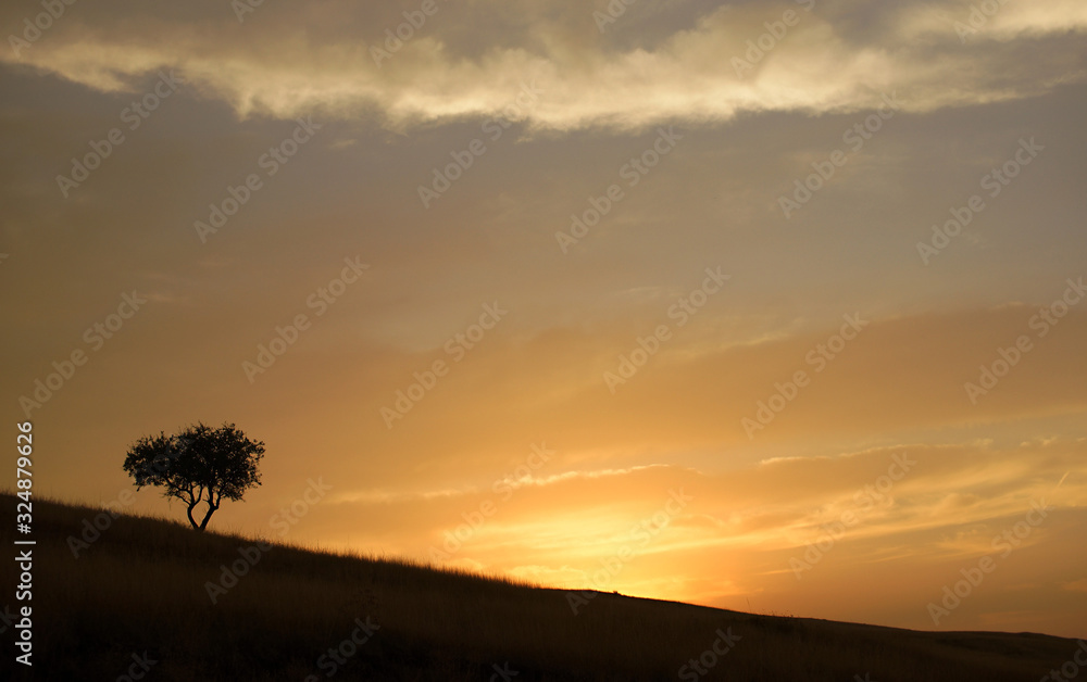 Black silhouette of lonely single tree standing on slope during sunset. Background of yellow orange sky with clouds