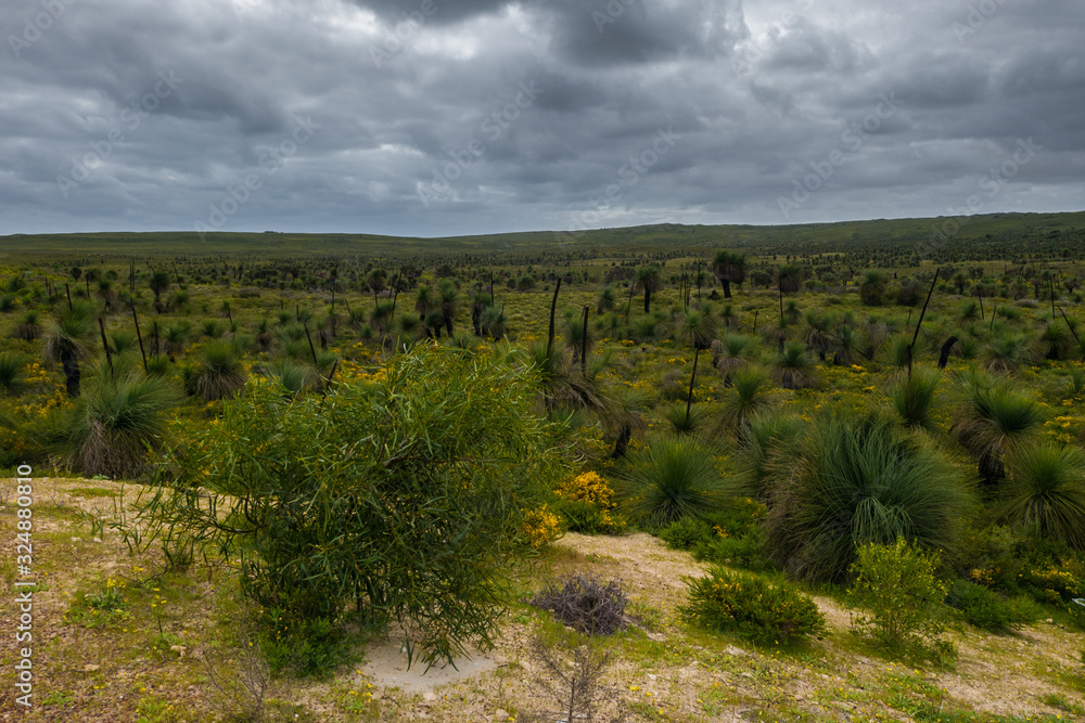 Naklejka premium Dark clouds over cacti forest outback Australia