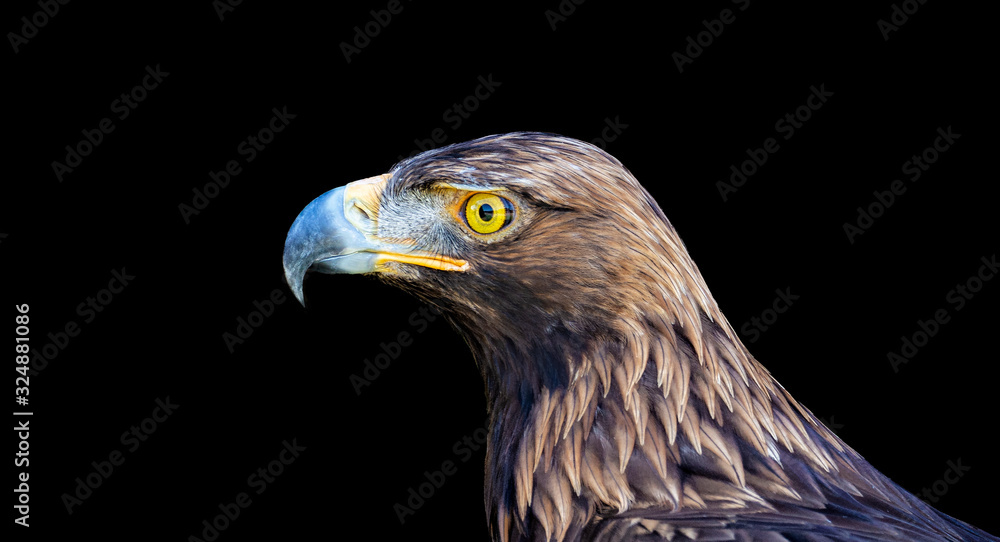 Eagle portrait in black background Eagle portrait in black background