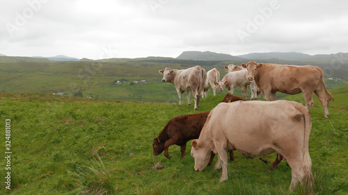 Group of scottish grazing cows staring straight at camera during rainy day in green Scotland countryside