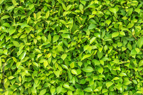 Green leaf square frame. Green leaves background or the natural walls texture.