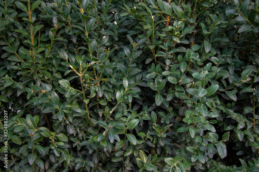 Fototapeta premium background of green leaves