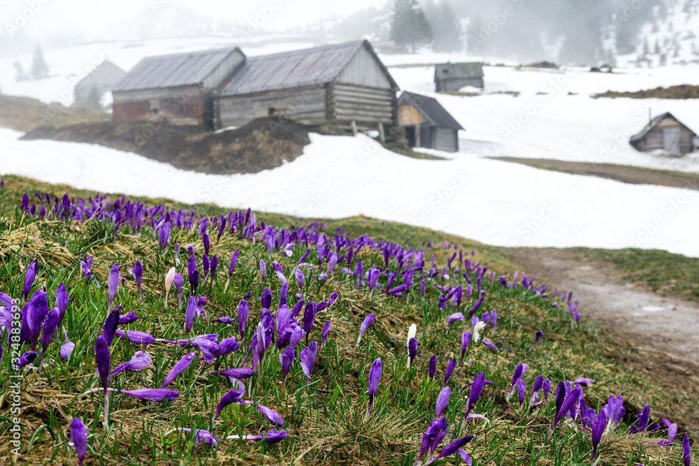 Spring saffron flowers in the Carpathian mountains in spring