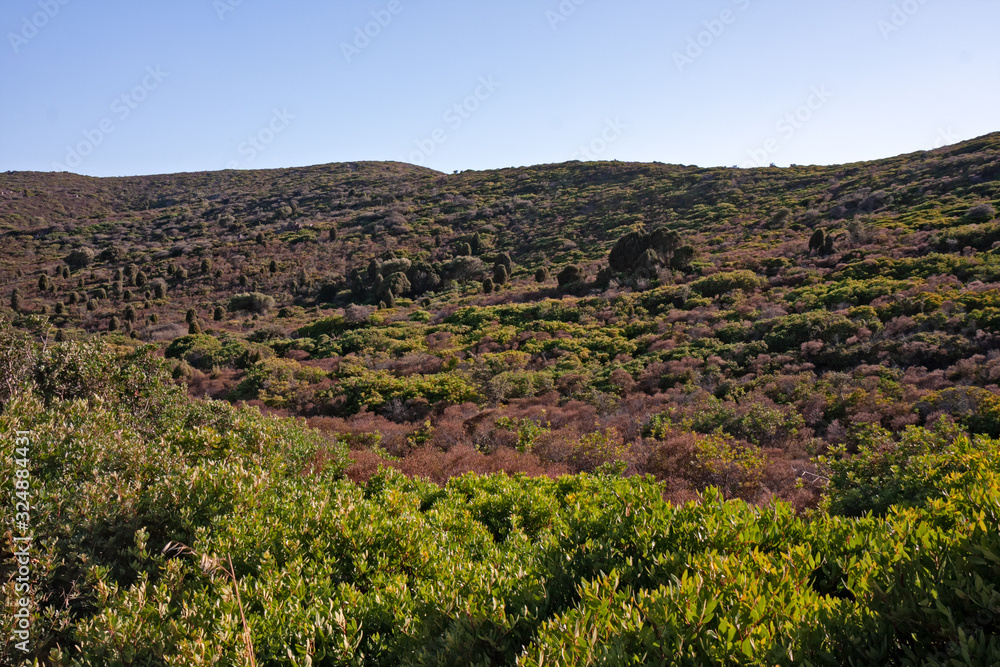 Panoramic view of a landscape with the vivid colors of the Mediterranean maquis, in Sardinia, Italy.
