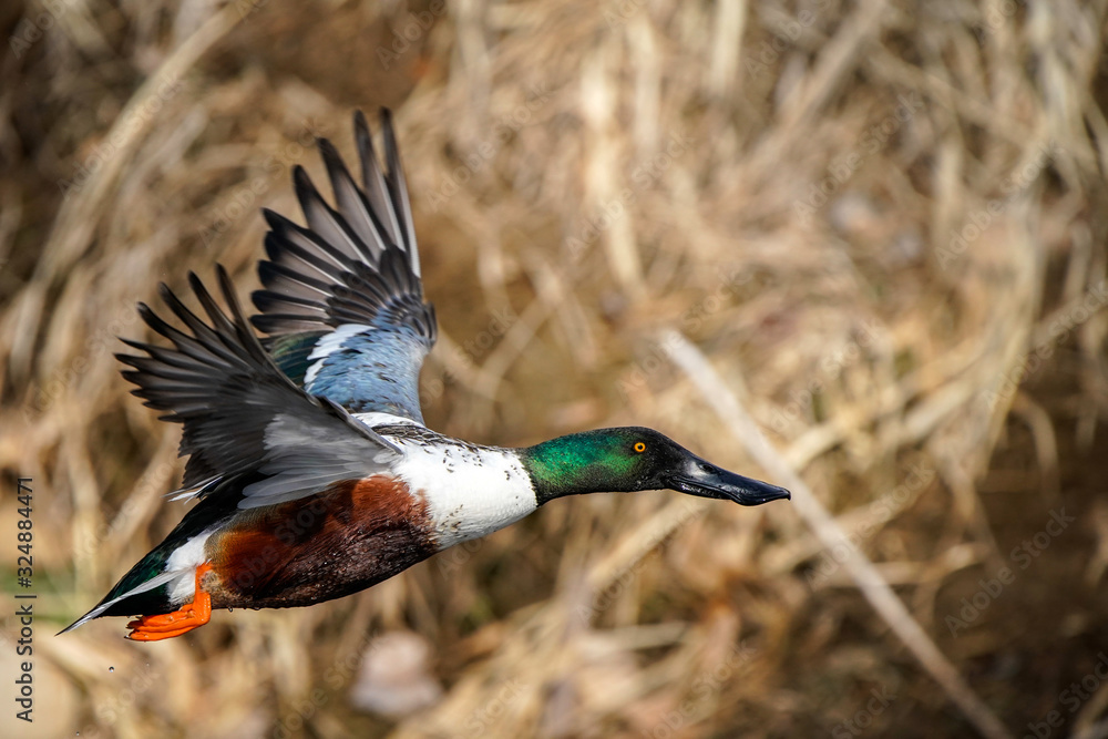 Obraz premium Northern Shoveler Flight
