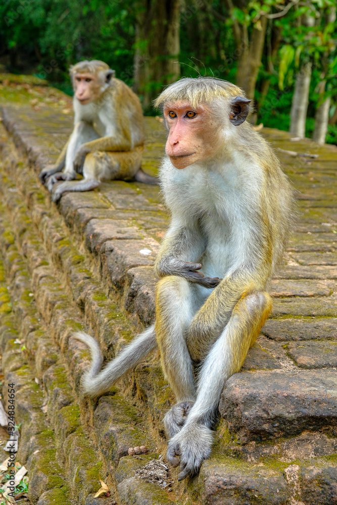 Monkeys in the audience hall of the royal palace of Parakramabahu I in Polonnaruwa, Sri Lanka.