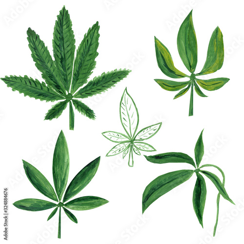 Set of green marijuana cannabis leaves isolated on white background.