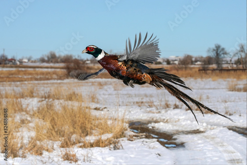 Ring-necked Pheasant Rooster