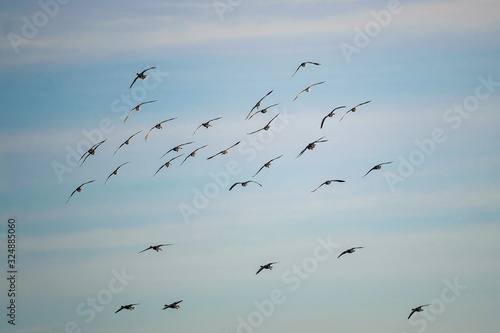 several wild ducks in flight
