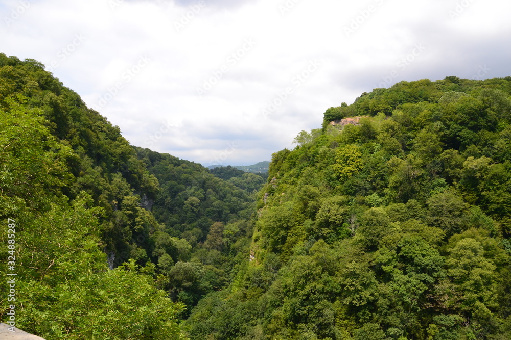landscape in the mountains yew-boxwood grove landscape in the mountains yew-boxwood grove
