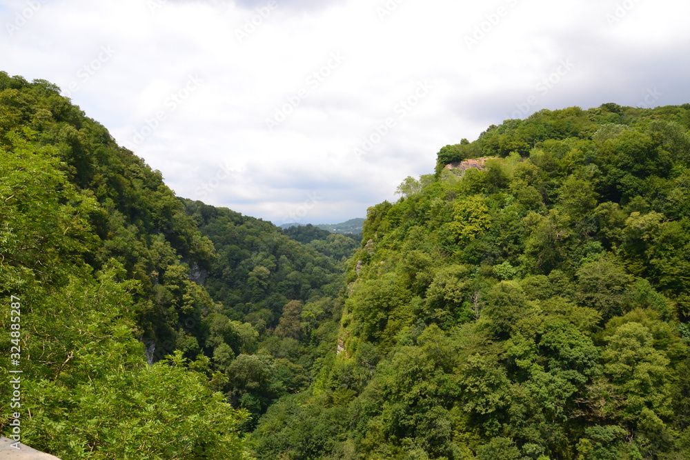 landscape in the mountains yew-boxwood grove