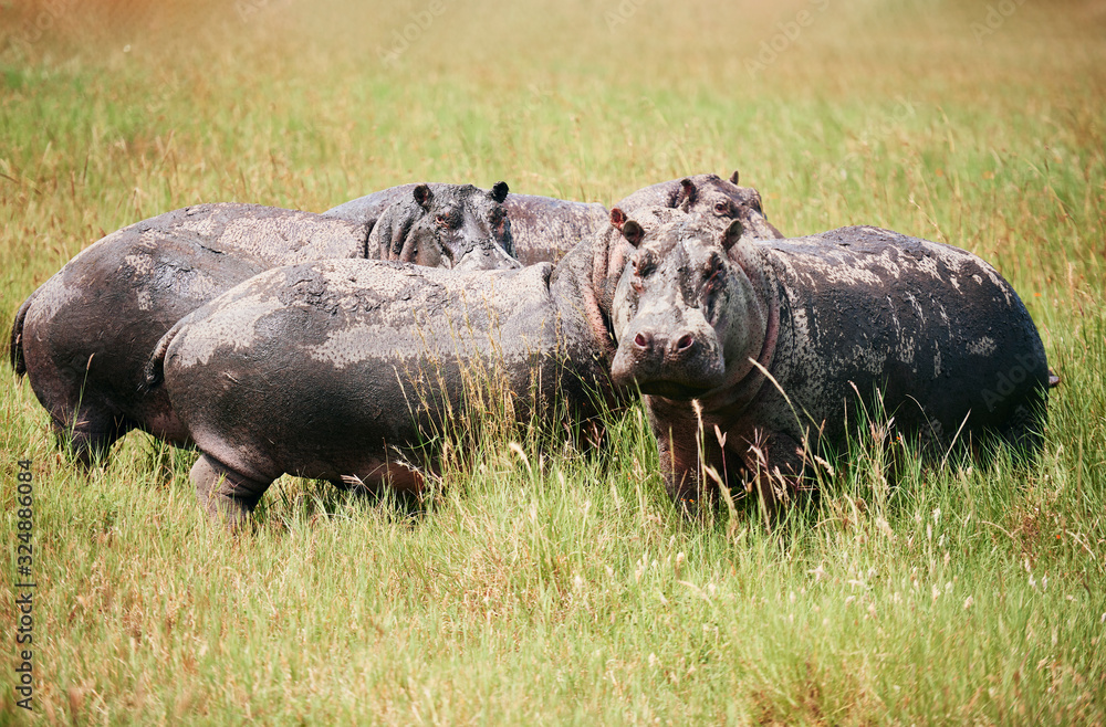Four hippopotamuses in the grass Four hippopotamuses in the grass