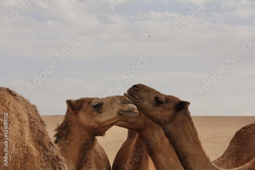 camel in the desert © Artur