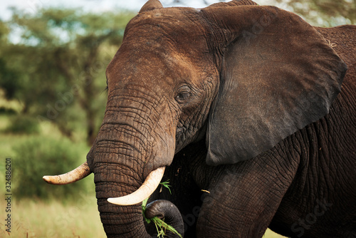 Photography Close up of elephant in Africa