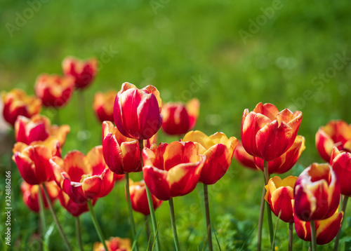 Spring blooming tulips in Israel. Selective focus.