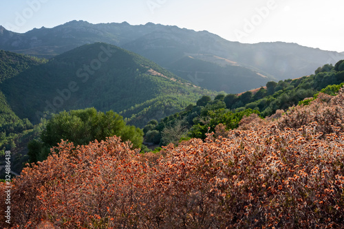 Wallpaper Mural Panoramic view of a landscape with the vivid colors of the Mediterranean maquis, in Sardinia, Italy. Torontodigital.ca