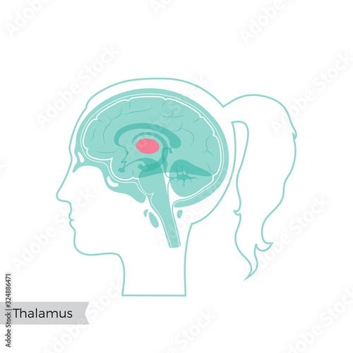 Vector illustration of Thalamus
