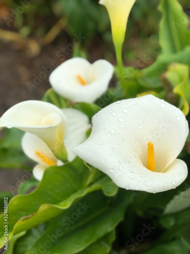 california calla lilies