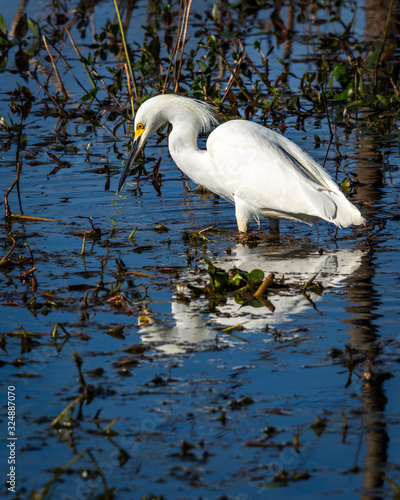 Snowy Egret in Elm Lake at Brazos Bend State Park!