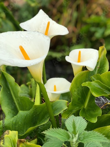 california calla lilies