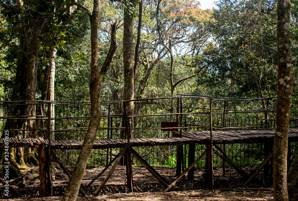 Man made wooden bridge in forest