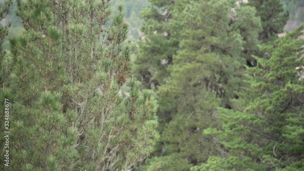 Evergreens pines in a valley with a really soft snow falling off Evergreens pines in a valley with a really soft snow falling off
