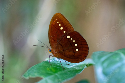 Beautiful butterfly Large Faun or Faunis eumeus incerta on a green leaf. photo