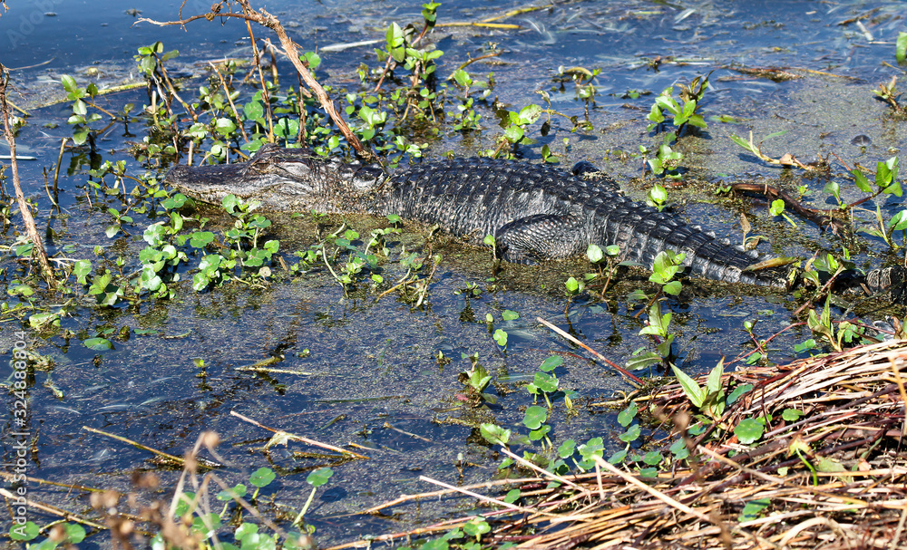 alligator in water plants alligator in water plants